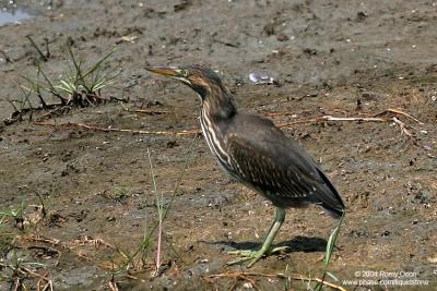 Little Heron 

Scientific name - Butorides striatus 

Habitat - Common, in exposed coral reefs, tidal flats, mangroves, fishponds and streams. 


