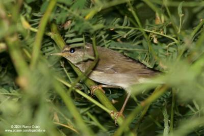 Arctic Warbler

Scientific name - Phylloscopus borealis

Habitat - Variety of forest types at all levels and elevations.