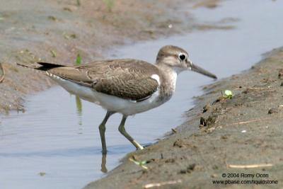 Common Sandpiper 

Scientific name - Actitis hypoleucos 

Habitat - Common along the shores of wide variety of wetlands.
