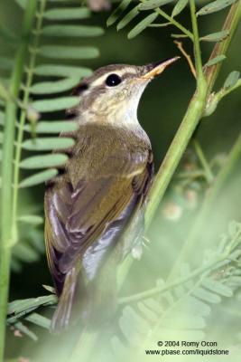 Arctic Warbler

Scientific name - Phylloscopus borealis

Habitat - Variety of forest types at all levels and elevations.