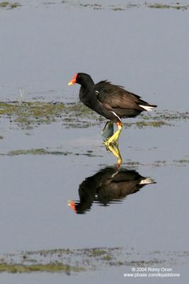 Common Moorhen 

Scientific name - Gallinula chloropus 

Habitat - Common in wetlands with open water with fringing emergent vegetation like marshes and ponds.
