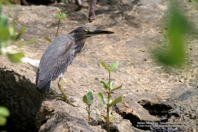 Little Heron 

Scientific name - Butorides striatus 

Habitat - Common, in exposed coral reefs, tidal flats, mangroves, fishponds and streams. 
