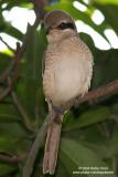 Brown Shrike
Scientific name - Lanius cristatus
Habitat - Common in all habitats at all elevations.
