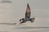 Whiskered Tern
Scientific name: Chlidonias hybridus
Habitat: Bays, tidal flats to ricefields.