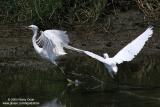 Little Egret
Scientific name: Egretta Garzetta
Habitat: Common in coastal marsh and tidal flats to ricefields.