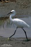 Little Egret
Scientific name: Egretta Garzetta
Habitat: Common in coastal marsh and tidal flats to ricefields.