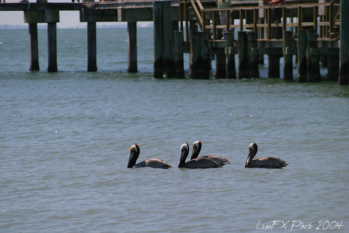 11-Pelicans-Swim2.jpg