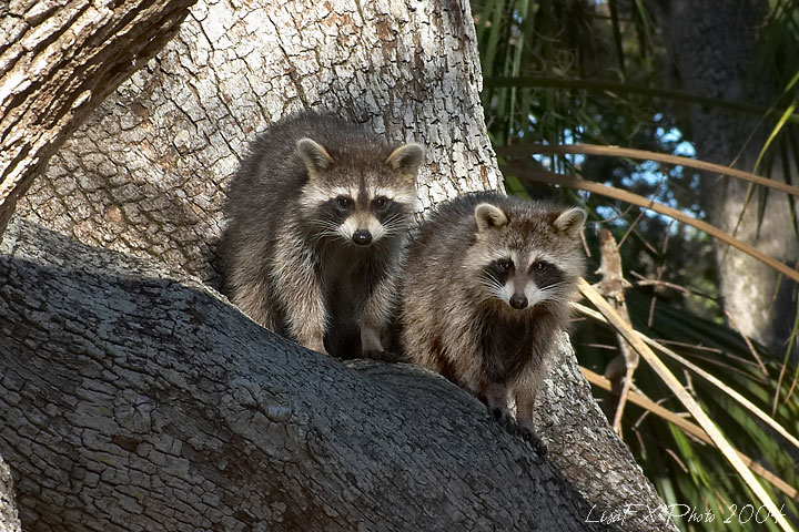 79-Racoon-Babies-in-Tree2.jpg