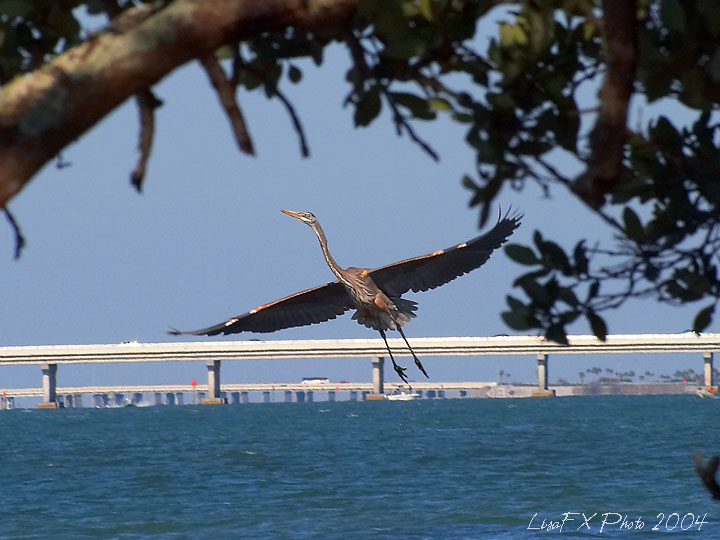 Blue-Heron-Velvia.jpg
