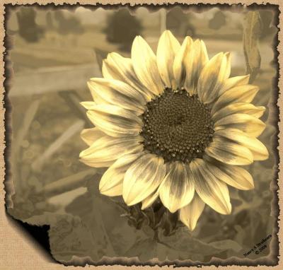 VP Sunflower