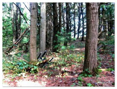 Pine