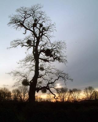 Tree & Mistletoe - Hampton Court