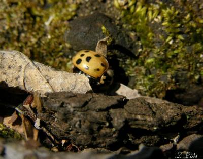 Ladybird Beetle.jpg