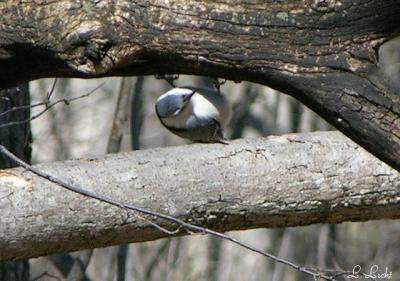Nuthatch 028.jpg