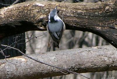 Nuthatch 029.jpg