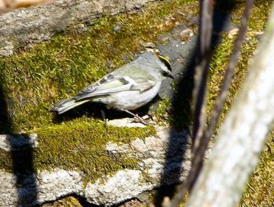 Gold Crowned Kinglet 019.jpg