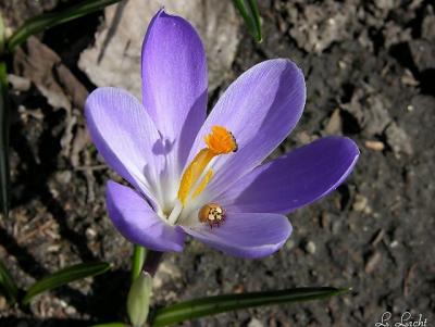 Little Buddy 069.jpg