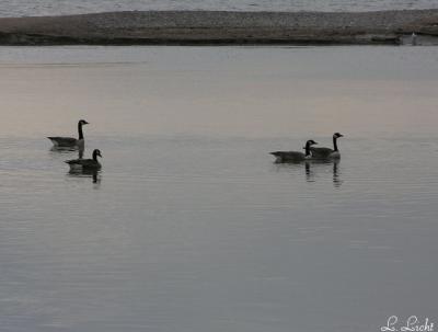 Morning Honkers.jpg