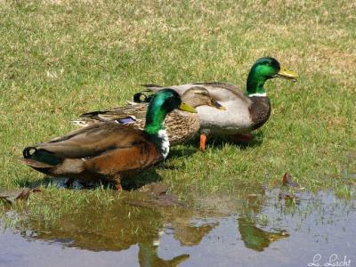 Quackers.jpg