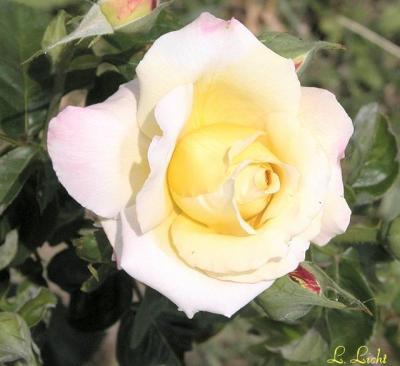 A rose for J.jpg