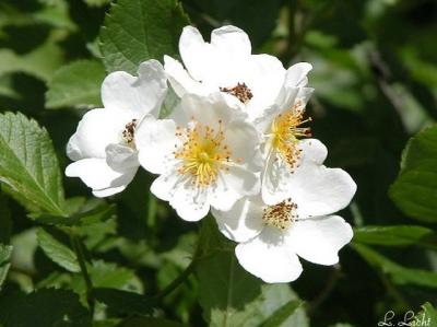 Wild rose1.jpg