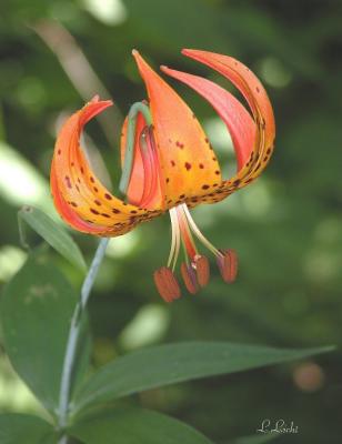 Turks Cap Lily 1.jpg