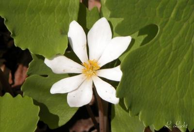 Pretty white posie.jpg