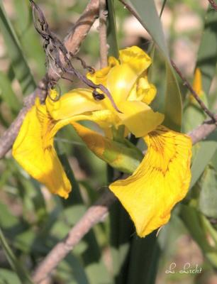 Wild Iris 1.jpg