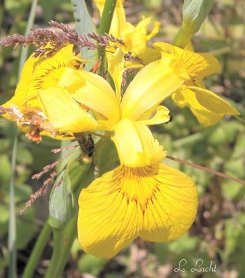 Wild Iris 3 .jpg