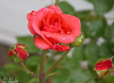 A Rose1.jpg