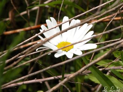 A Little Lonely Daisy1.jpg