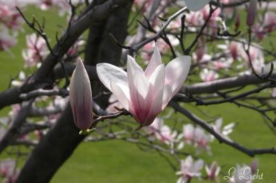 A pink magnolia .JPG