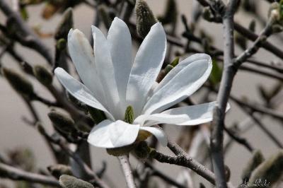 flowers_03