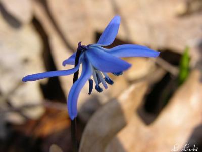 Squll in the woods 103.jpg
