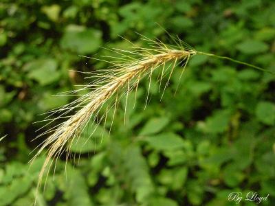 Just Grass LOL  092.jpg