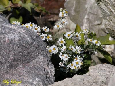 Lost in the Rocks 0036.jpg