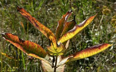 Milkweed 1898.jpg
