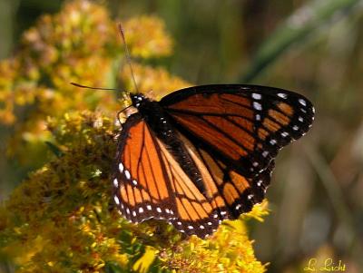 Viceroy 0039.jpg
