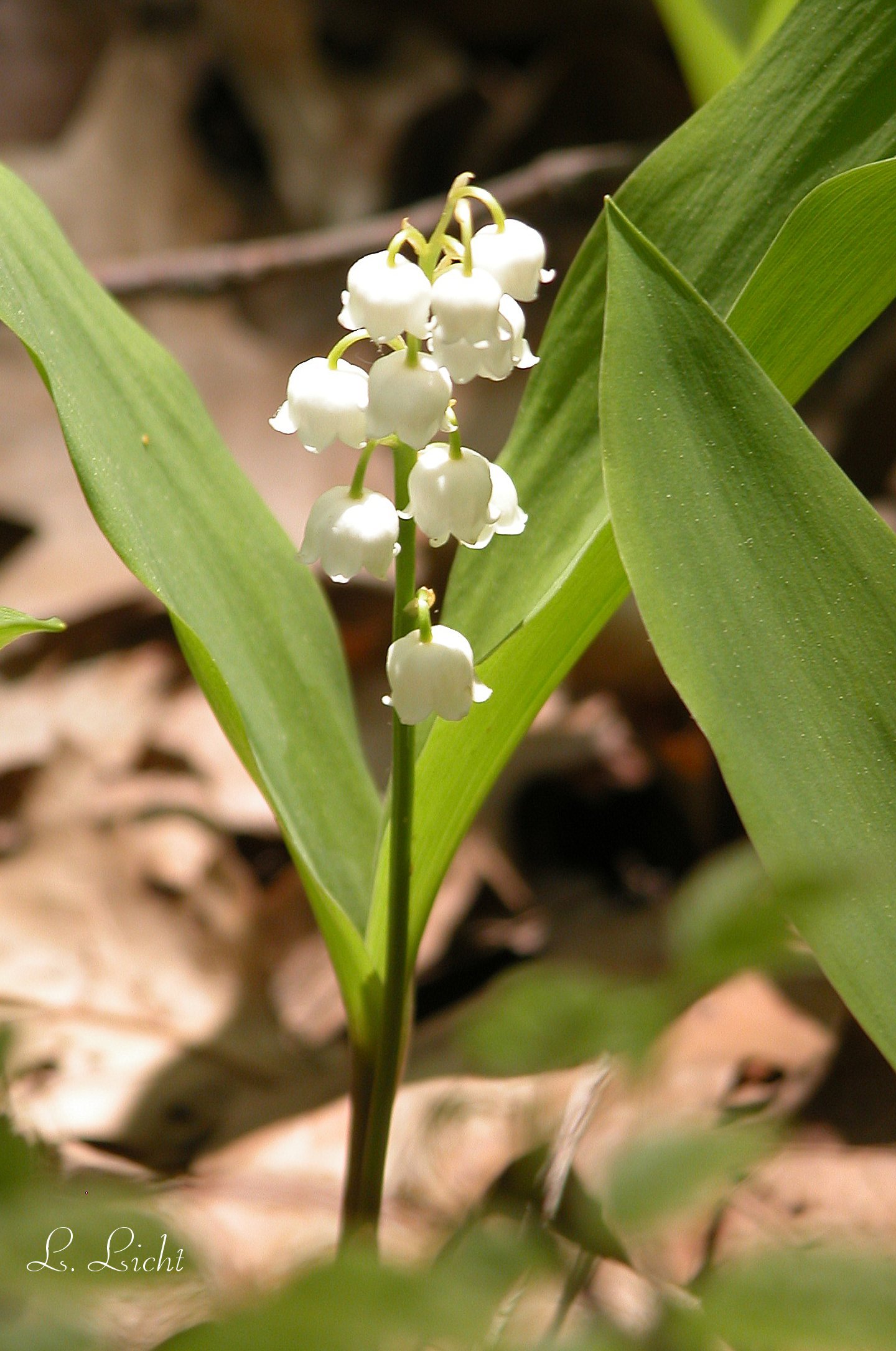 Lilly of the Valley .jpg