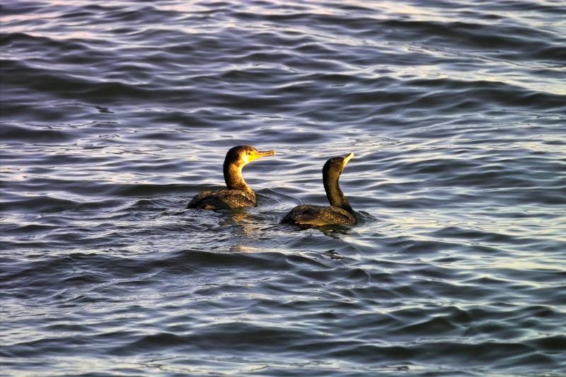 Mergansers