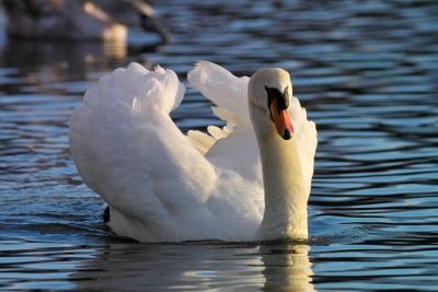 Evening Swan