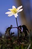 Some sort of white flower