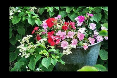 u42/lookheretitia/medium/38516459.0flower020.jpg