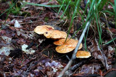 Mushrooms (Suillus Granulatus shown here)