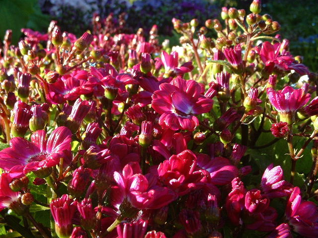 DSCF0077.JPG