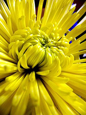 yellow flower ~ February 11th