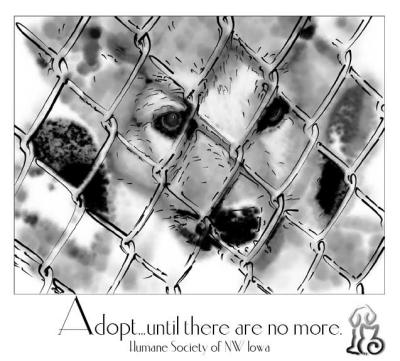 Adopt a Shelter Dog