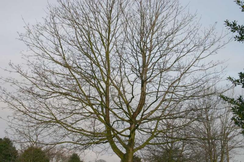 Cemetary Tree