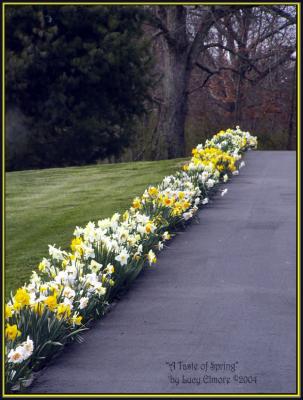 BloominFrenzy.2689
