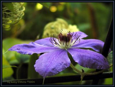 Clematis.4784